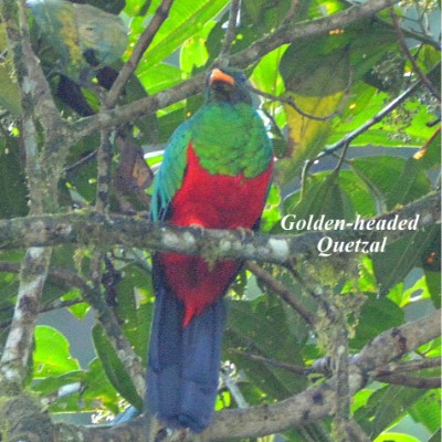 Golden-headed Quetzal